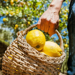 sorrento lemon tour