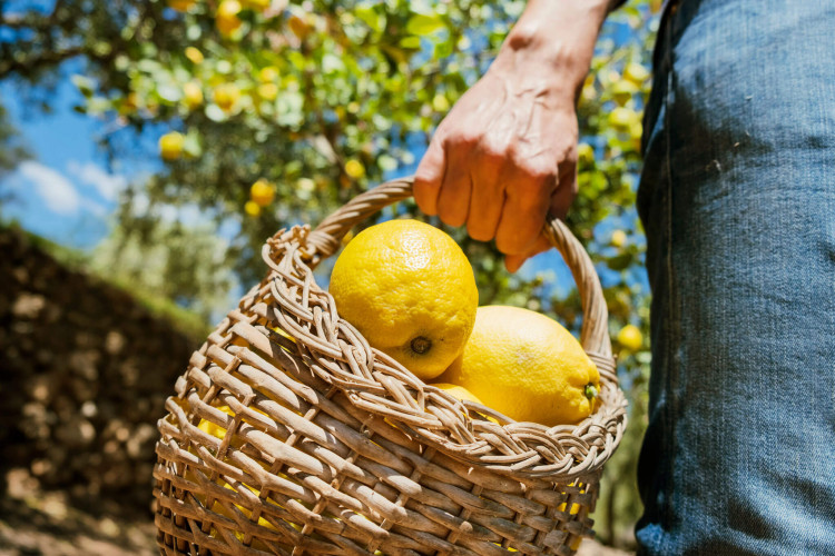 sorrento lemon tour